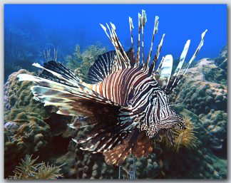 "Lionfish On The Reef 2"