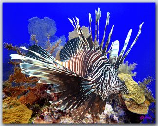 "Lionfish On The Reef"