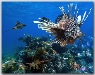 "Lionfish With Eagle Ray"