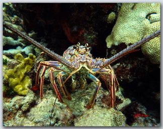 "Lobster On The Ledge"