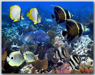 "Lovers On The Reef"