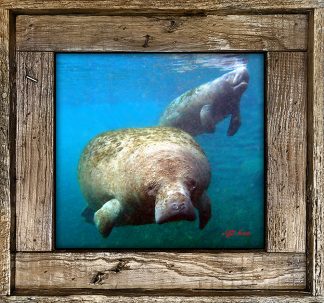 "Manatee and Baby DK"