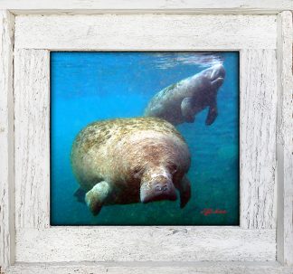 "Manatee and Baby"