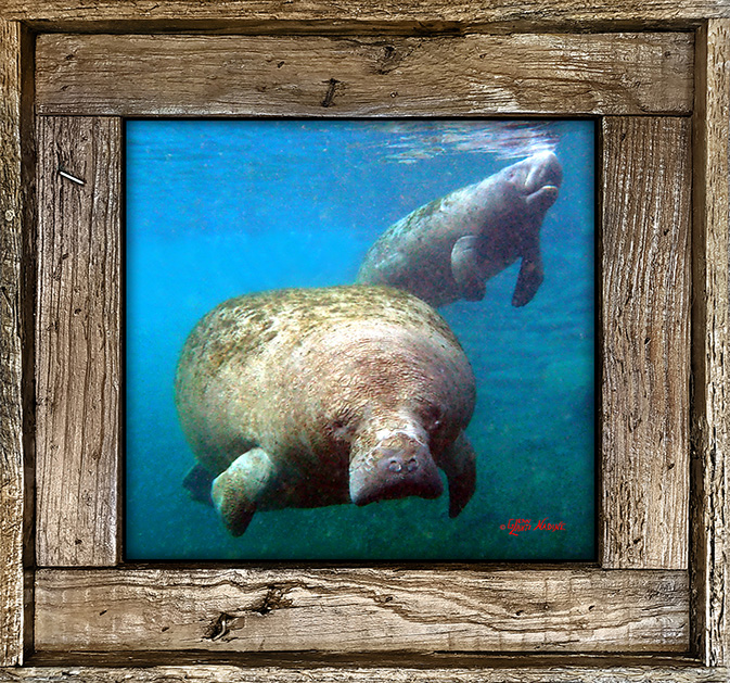 "Manatee and Baby DK"