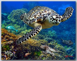 "Maya Cay Reef"