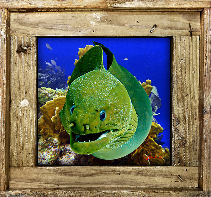 "Moray In The Coral"