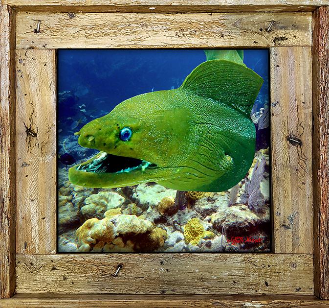 "Moray On The Reef"