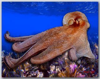 "Mr. Octopus"