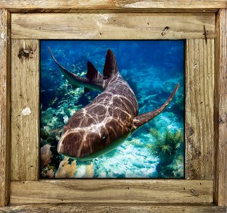 "Nurse Shark 1"