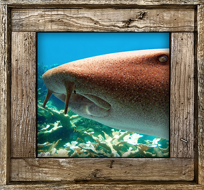 "Nurse Shark 2"