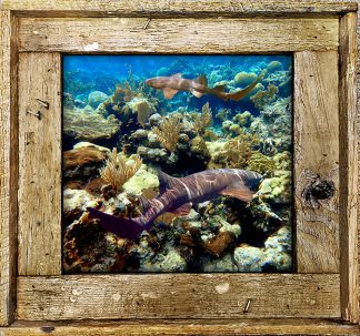 "Nurse Shark 3"