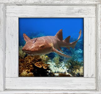 "Nurse Shark 4"