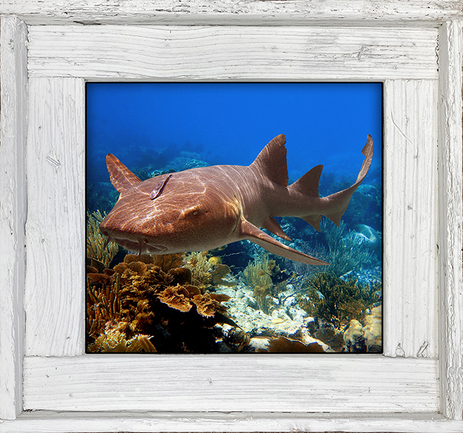 "Nurse Shark 4"