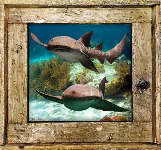"Nurse Sharks 2"
