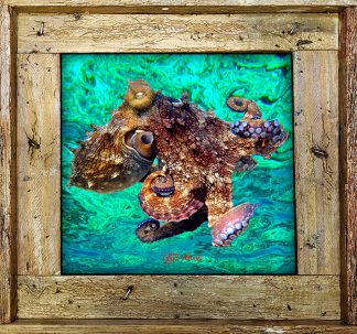 "Octopus 2 Ocean Background"