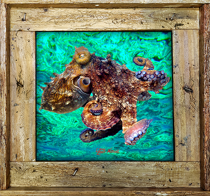 "Octopus 2 Ocean Background"