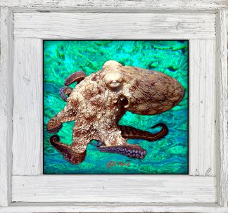 "Octopus 3 Ocean Background"