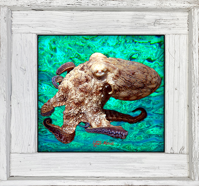 "Octopus 3 Ocean Background"