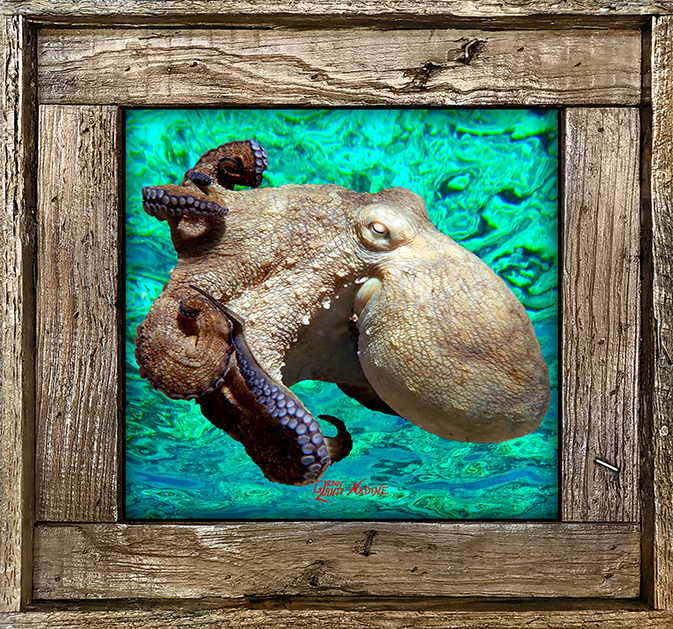 "Octopus 4 Ocean Background"