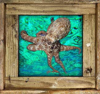 "Octopus 5 Ocean Background"