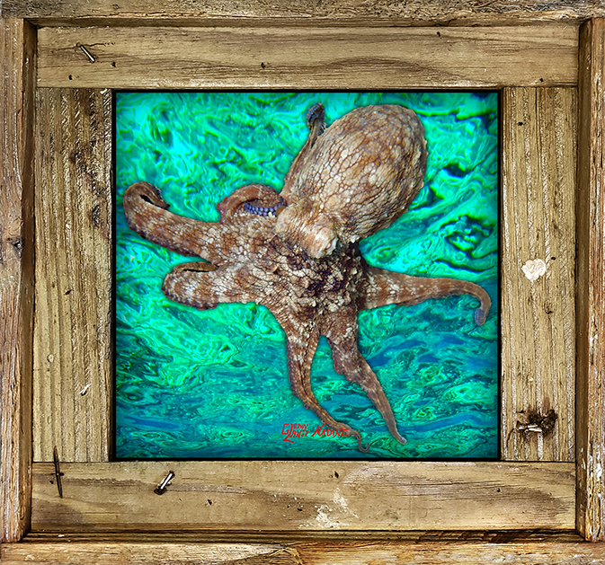 "Octopus 5 Ocean Background"