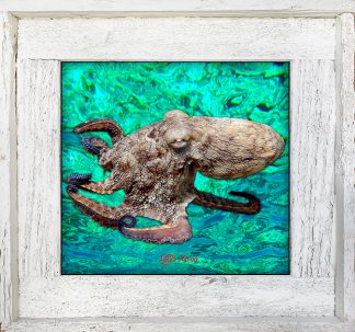 "Octopus 6 Ocean Background"