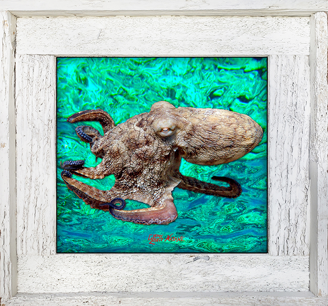 "Octopus 6 Ocean Background"