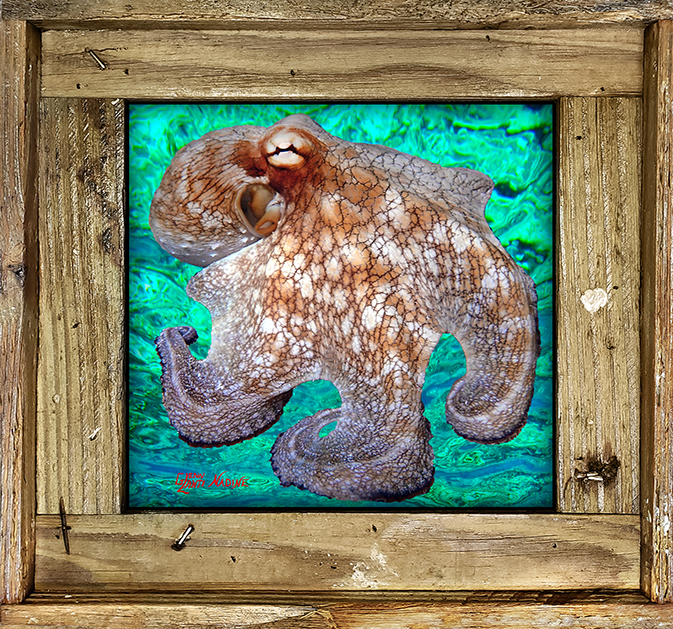 "Octopus 7 Ocean Background"