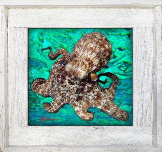 "Octopus 8 Ocean Background"