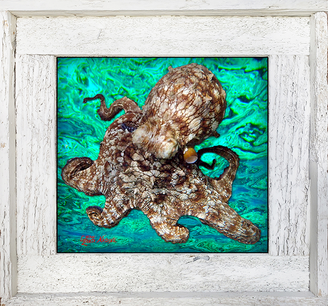 "Octopus 8 Ocean Background"