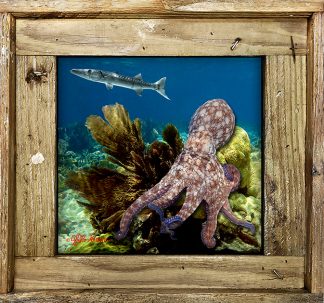 "Octopus And A Barracuda"