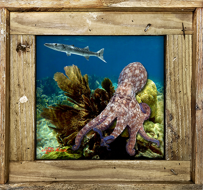 "Octopus And A Barracuda"