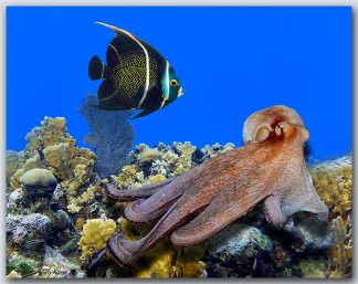 "Octopus And  Frenchie"