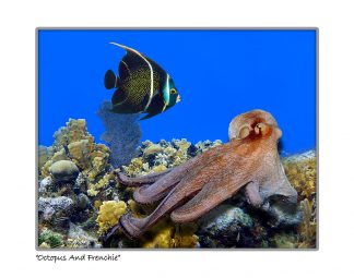 "Octopus  And Frenchies"