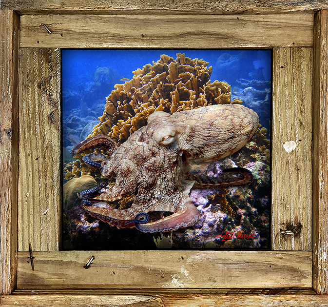 "Octopus Climbing The Coral"