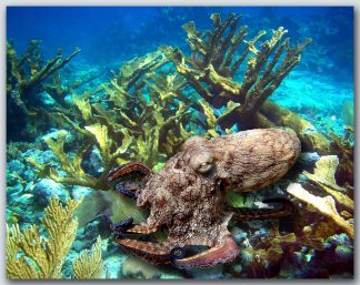 "Octopus In The Corals"