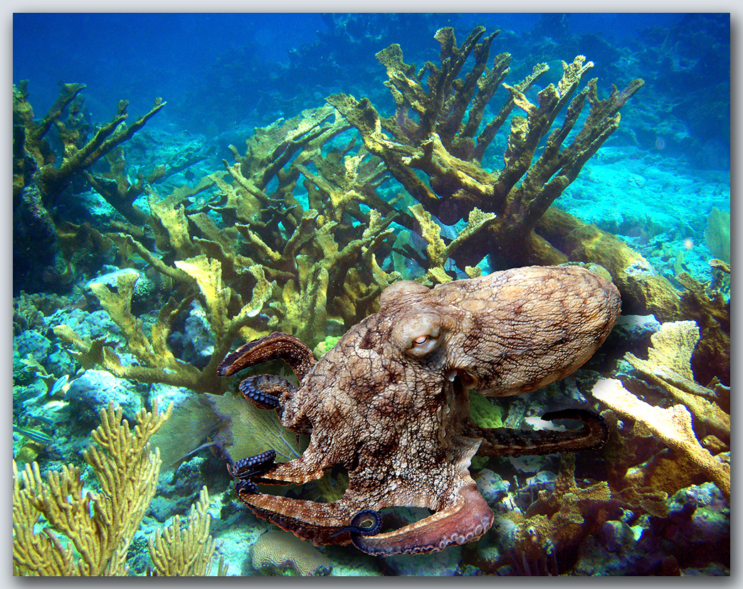 "Octopus In The Corals"