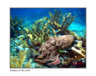 "Octopus  In The Coral"