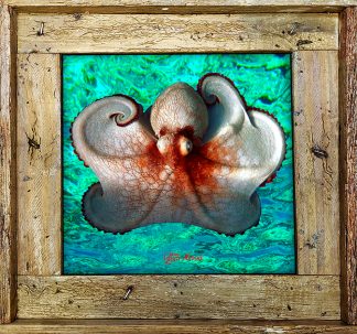 "Octopus Ocean Background"