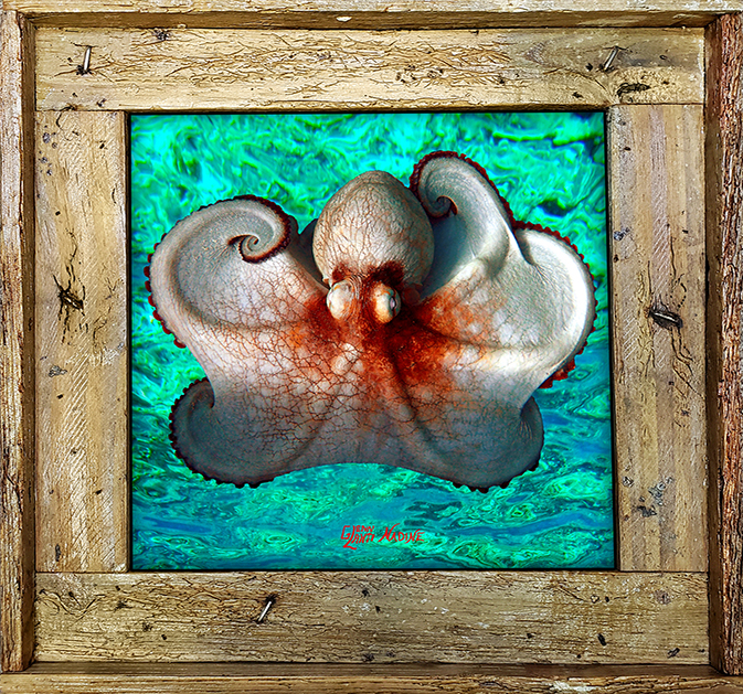 "Octopus Ocean Background"