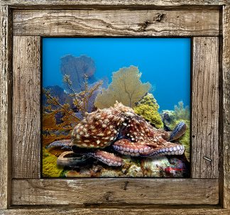 "Octopus On The Reef"
