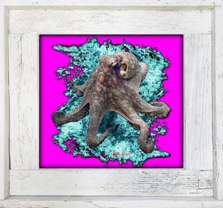 "Octopus With Purple Back"
