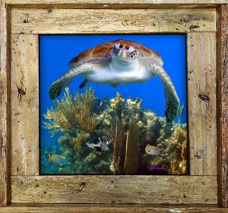 "Over The Coral"