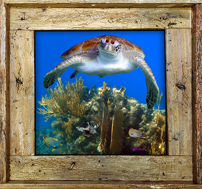 "Over The Coral"