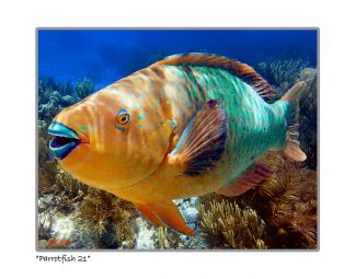 "Parrotfish"