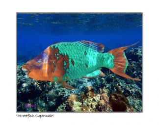 "Parrotfish Supermale"