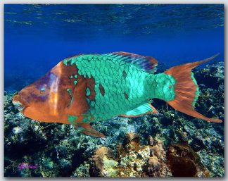 "Parrotfish Supermale"