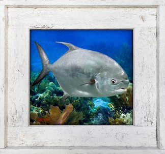 "Permit In The Shallows"