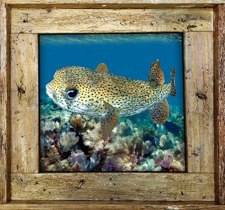 "Puffer"
