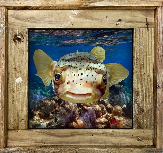 "Puffer Over The Reef"